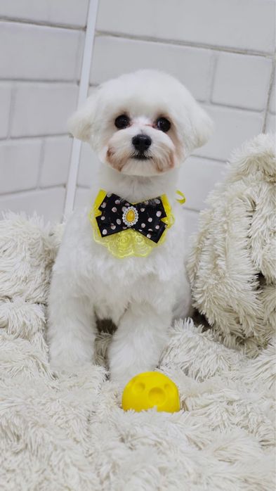 Шикарный кобель Мультипу для вязки