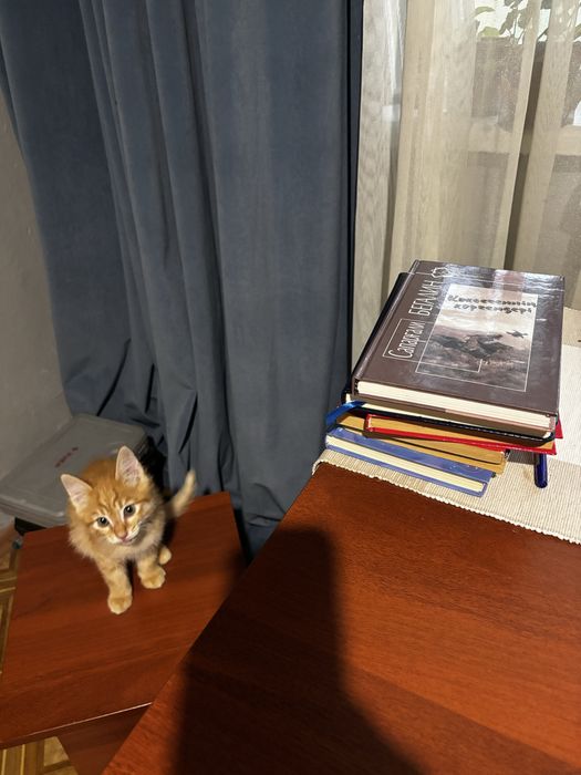Котёнок в добрые руки. Г.Алматы
