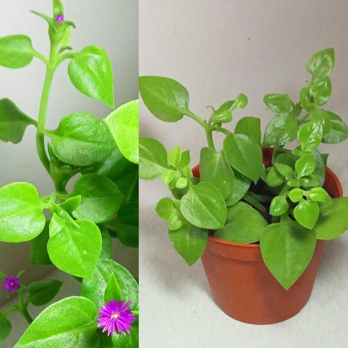 Продам. Мезембрианте́мум сердцели́стный - суккулентное растение.