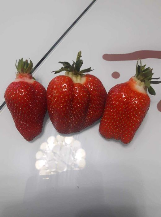 Целогодишен разсад ягоди и малини от производител