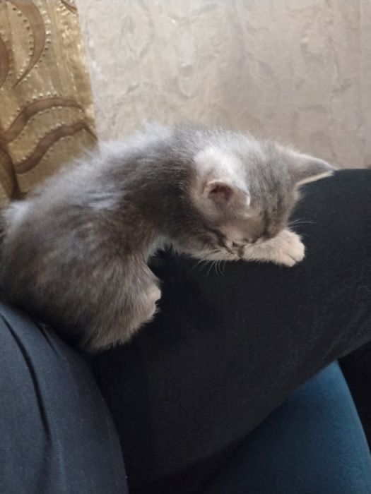 Отдам даром котят
