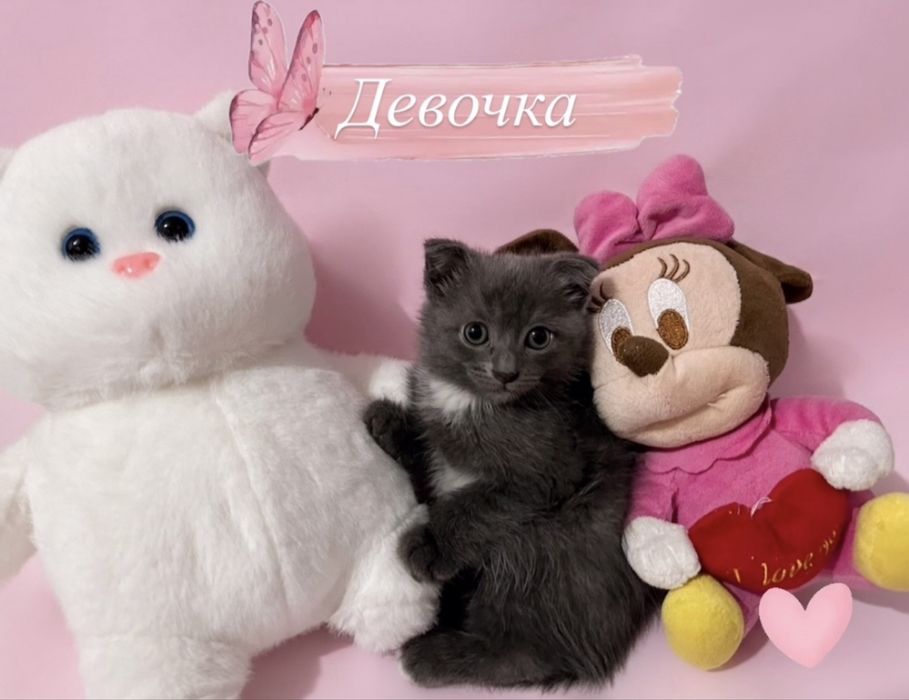 Продам котят в добрые руки