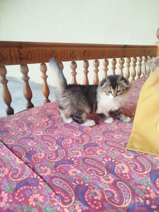 Котенок скотиш фолд