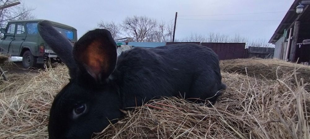 Продам крола чёрного цвета