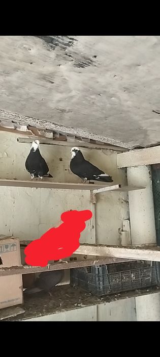 Голуби бакинцы в продаже