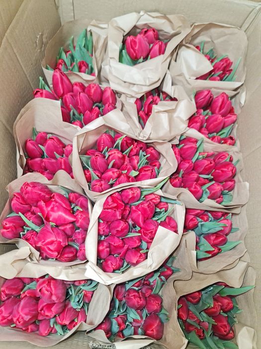 Тюльпаны местные теплица