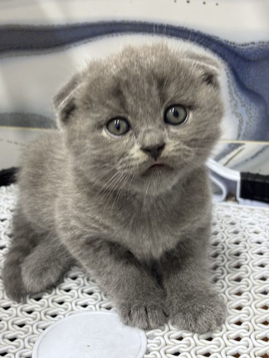 Продаются котята Скоттиш Фолд