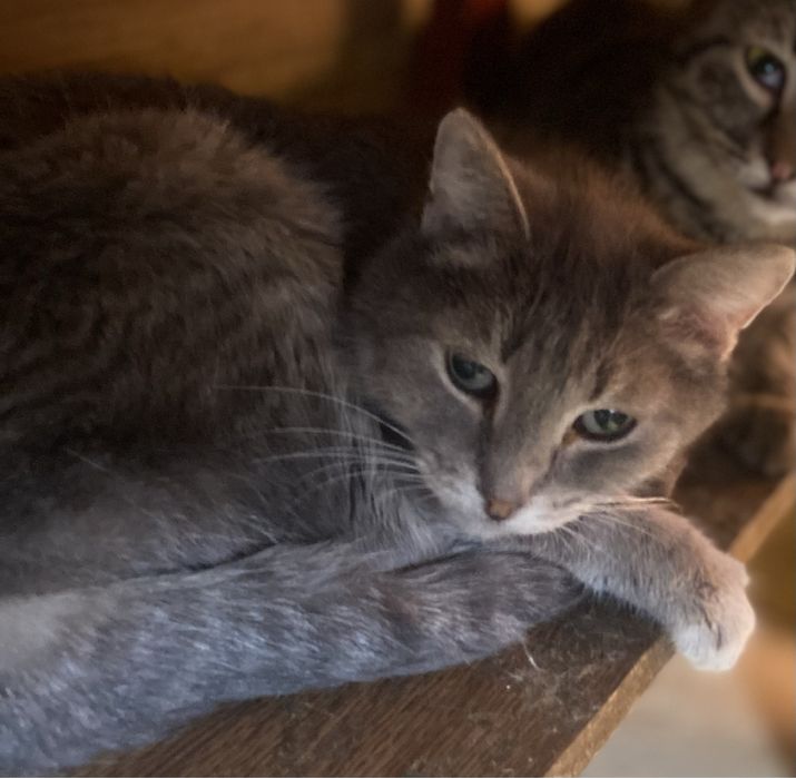 мышелов  Котики мальчики и девочки