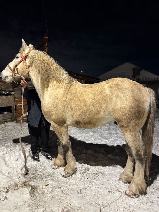 Продам Жеребца тяжелый