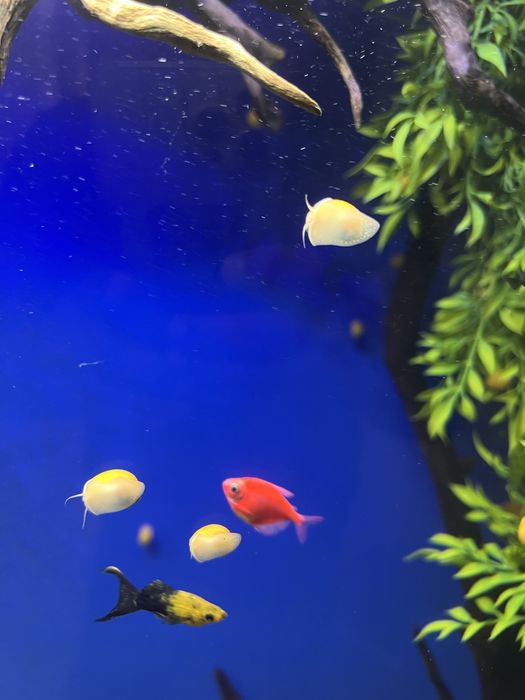 Гигантская ампулярия