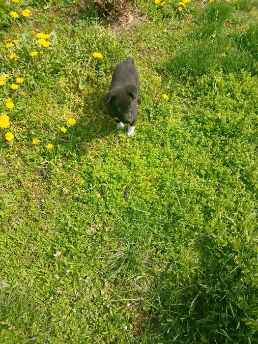 Подарявам кученца