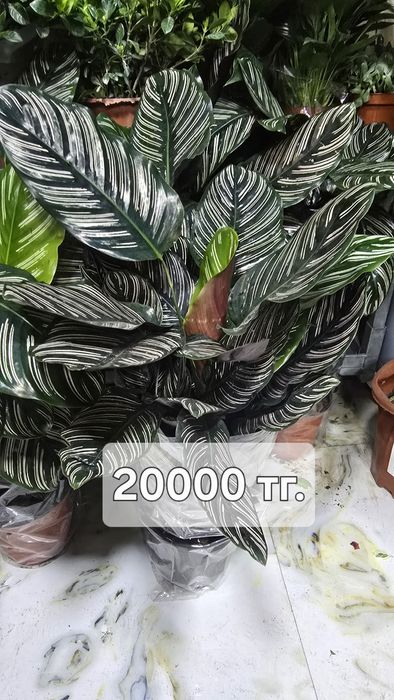 Калатея. Калатея разные сорта в наличии..