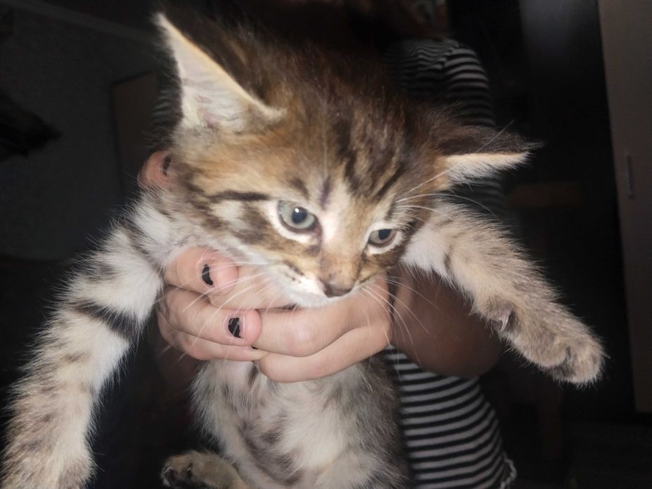 Котята помесь мей Кун с шотландцем