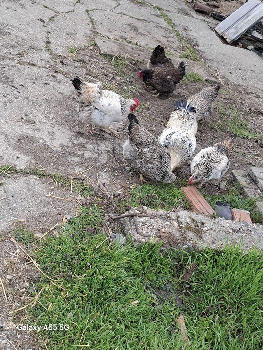 яйца от катунски кокошки