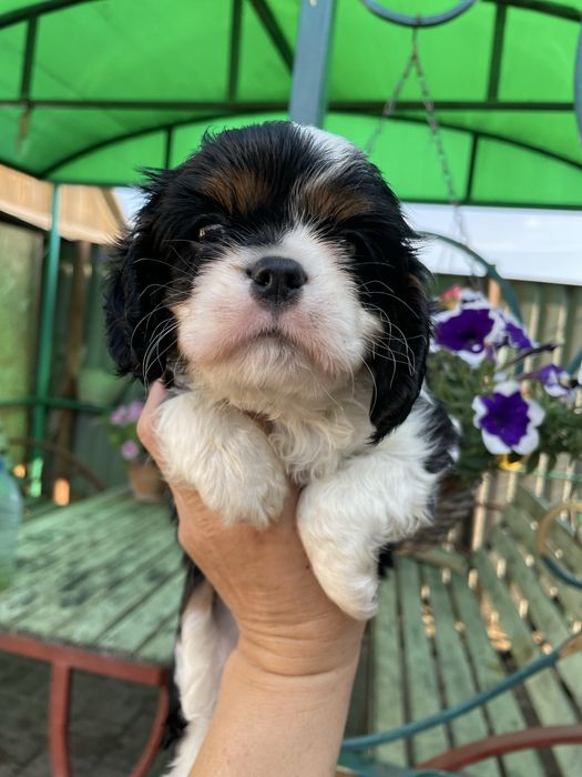 Кавалер кинг чарльз спаниель