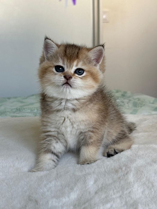 British golden ticked tabby