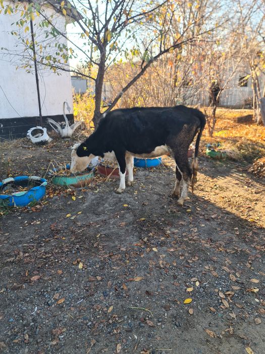 Срочно продам коров и быков