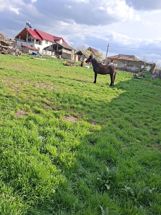 Iapa de vânzare cu căruță prețu la telefon