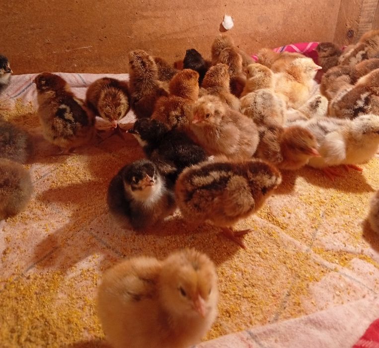 Цыплята суточные