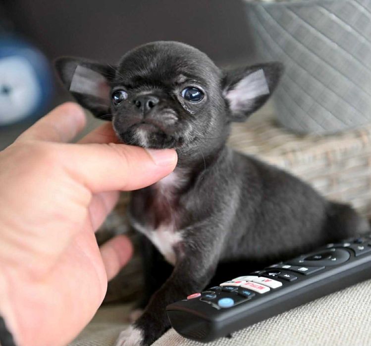 Мъжко мини чихуахуа