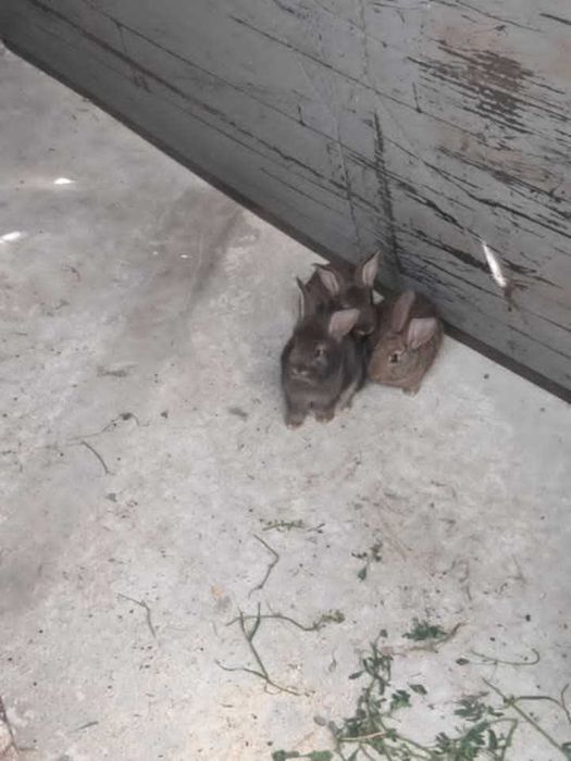 vand iepurasi cu varsta de 2 luni