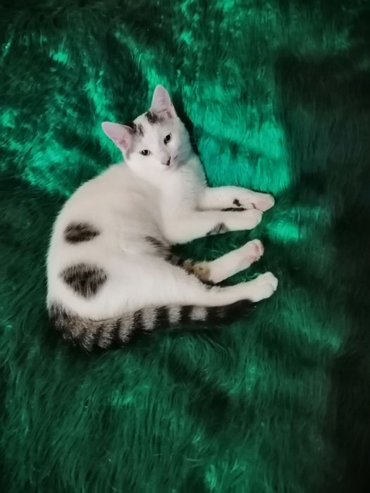 , Коте търси дом,