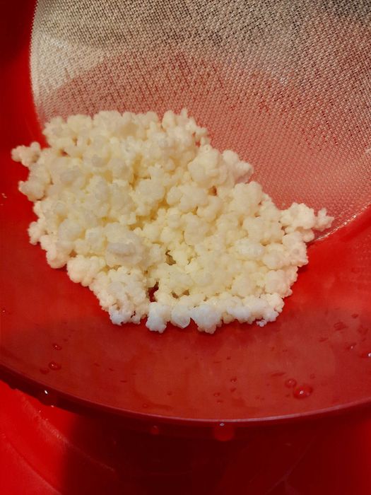 Kefir de apa chefir lapte ciuperca japoneza tibetana