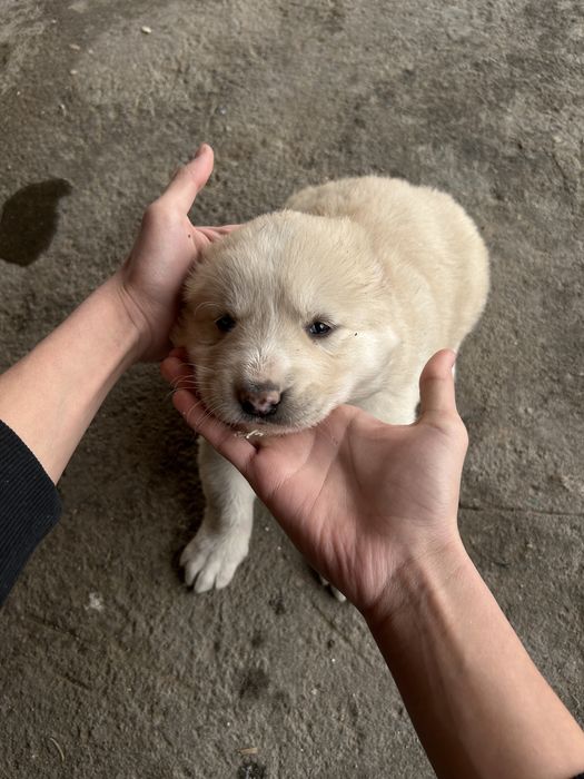 Щенок алабая девочка