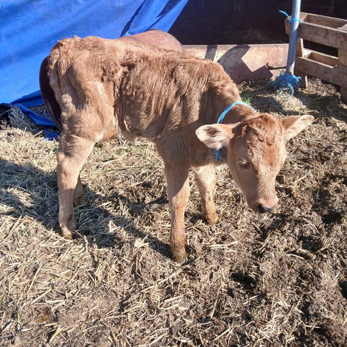 Телета Сукалчета