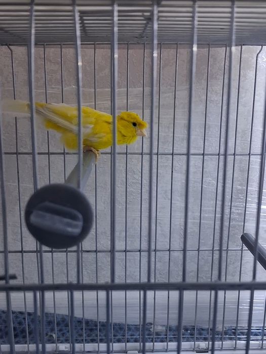 Чубатый самец канарейкалар сатылады.