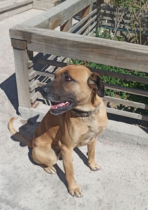 Щенки в хорошие руки