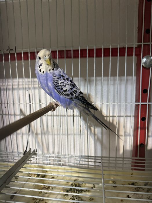 Femelă Peruș     .