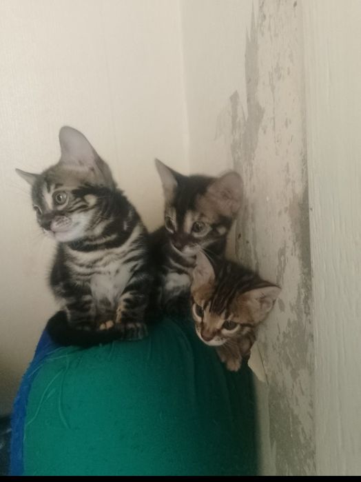 Бенгальские котята