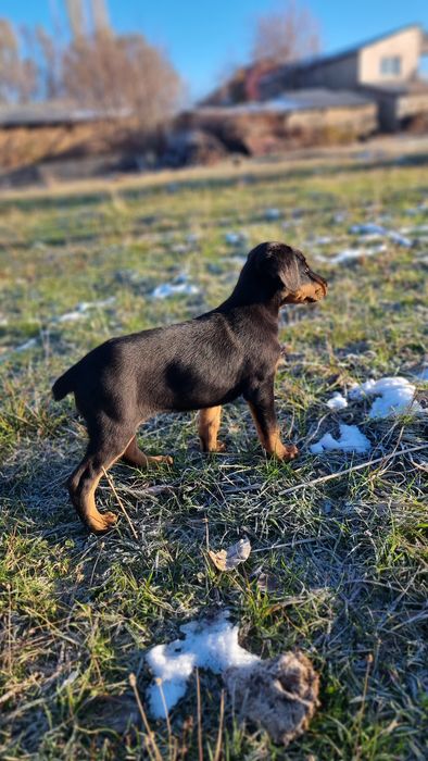 Деберманы чистокровные