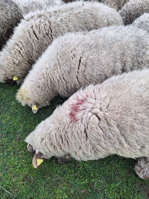 Oii de vanzare si carlanii