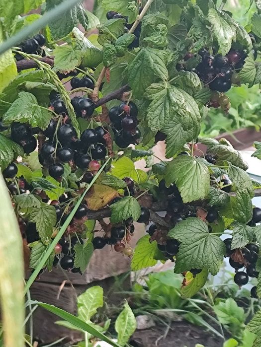 Продам черную смородину
