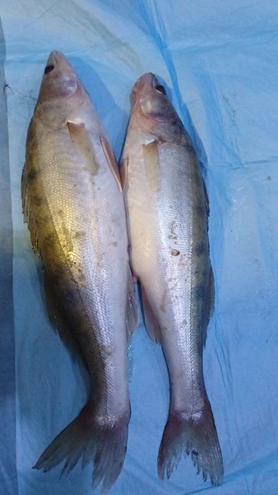 Свежая рыраз Судак