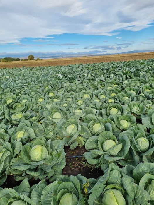 Vand Varza ,Soiul Landini F1‼️