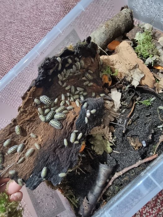 Izopode Panda king Armadillidium gestroi giant