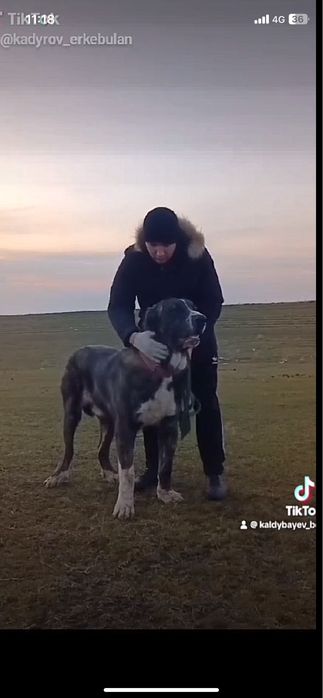 Сын Миллиончика Щенок алабай сао