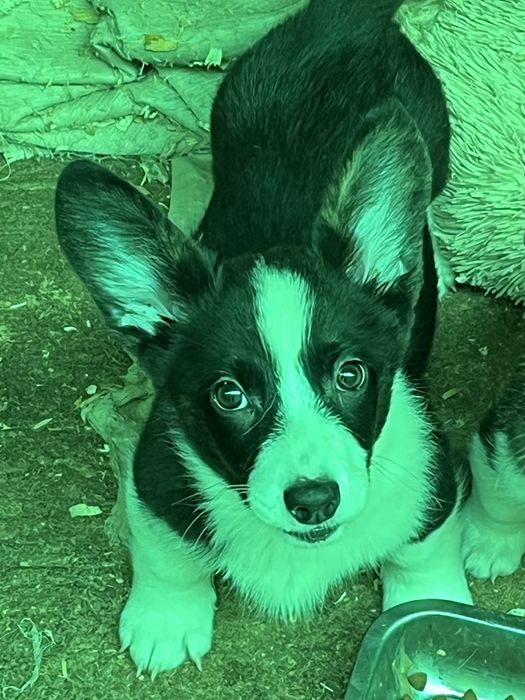 Вельш корги кардиган