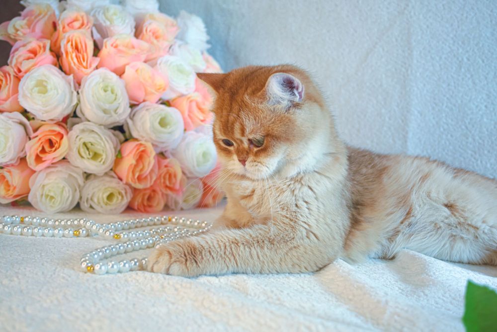 Британская золотая шоколадная шиншилла из Питомника Catalin_Castle