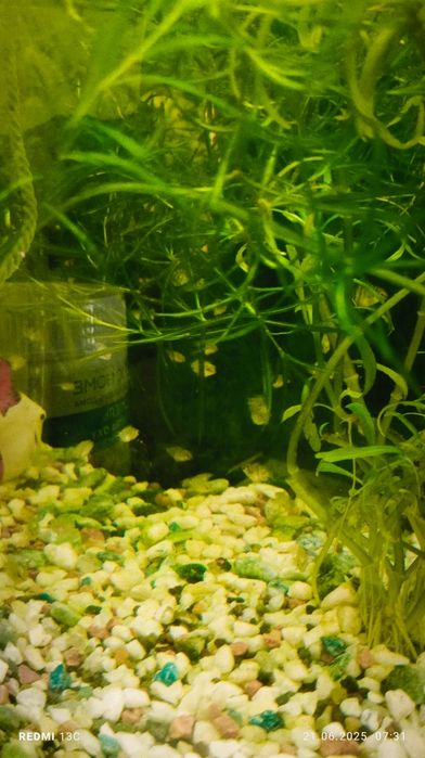 Продам папугай сапфировое подростки