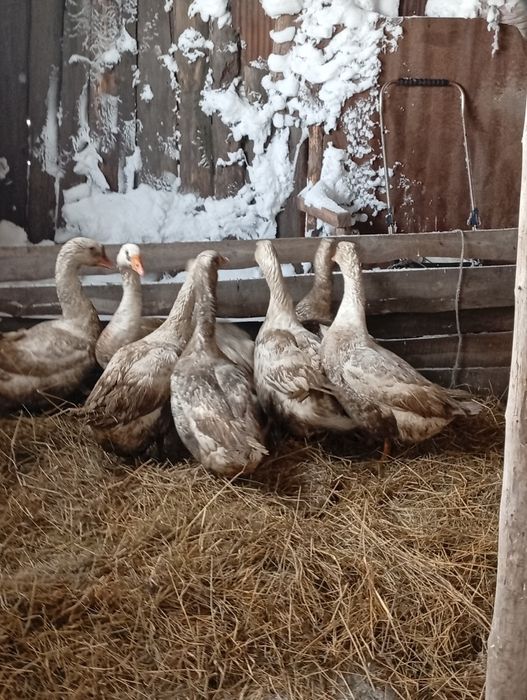 Продам гусей на развод или мясо