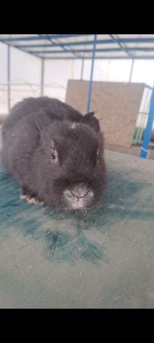 Полтавское серебро