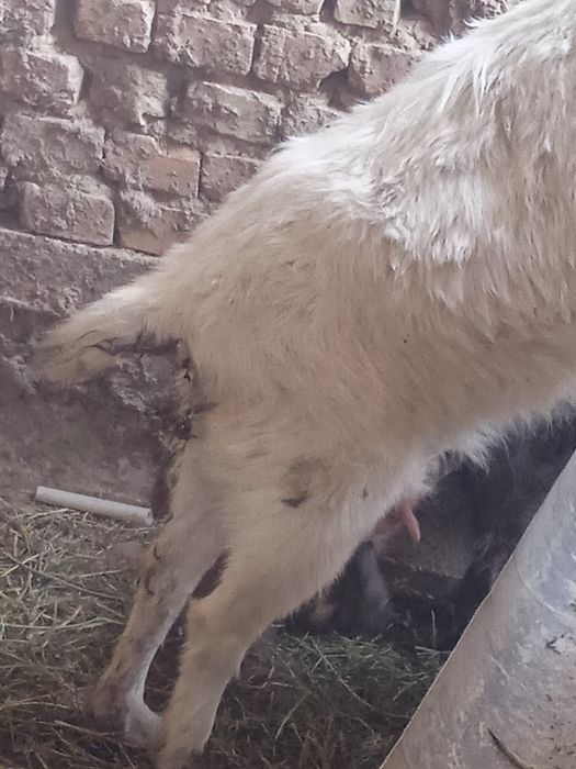 Ешкы сатылады козы