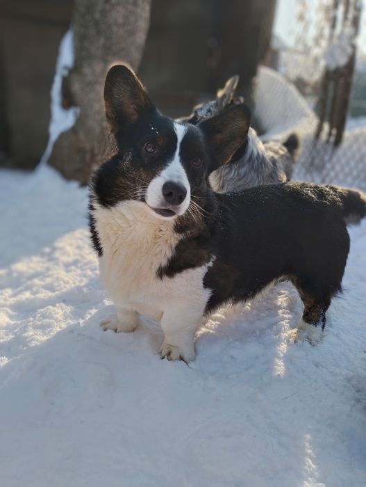 Щенки вельш корги кардиган