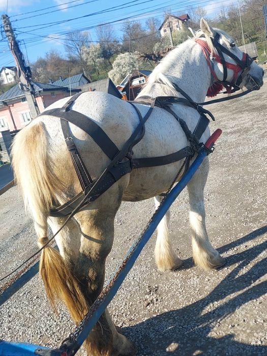 De vânzare iapa de 8 ani