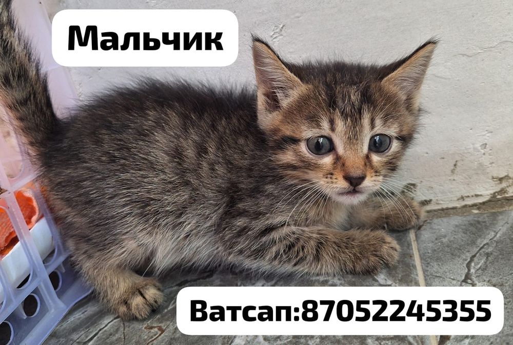 Отдам в добрые руки котят