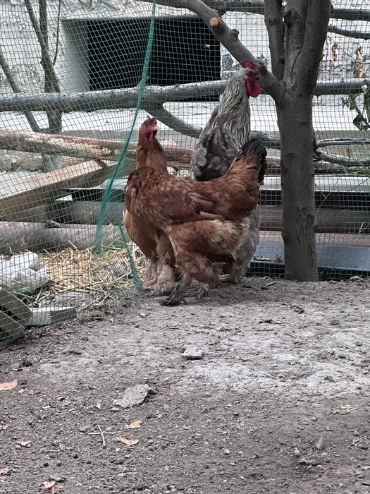 Tovuqlar joʻjalari bilan va maxsus yasalgan katak kalitkasi sotiladi.